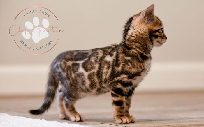 Bengal kitten for sale